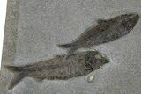 Pair Of Huge Fossil Fish (Knightia) - Bottom Cap #233846-1